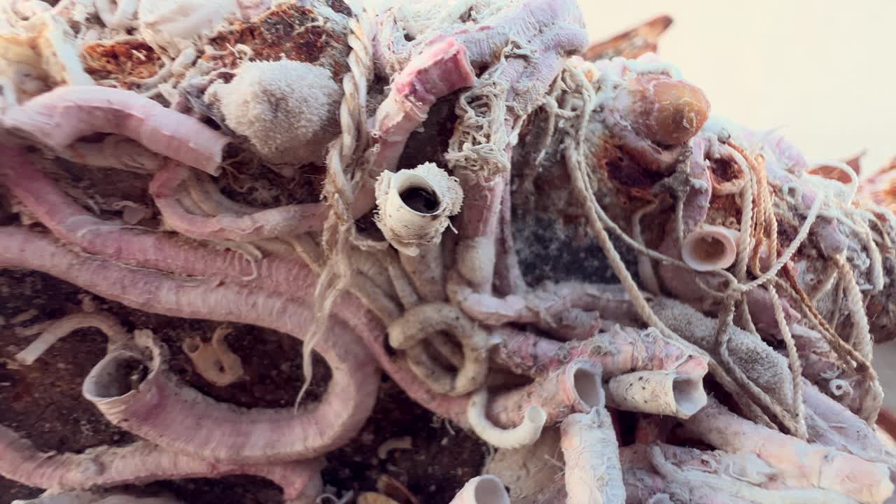 viejos restos de barcos oxidados emergen cerca de la orilla, anclas, un testamento silencioso del paso del tiempo y el toque corrosivo del aire cargado de sal.