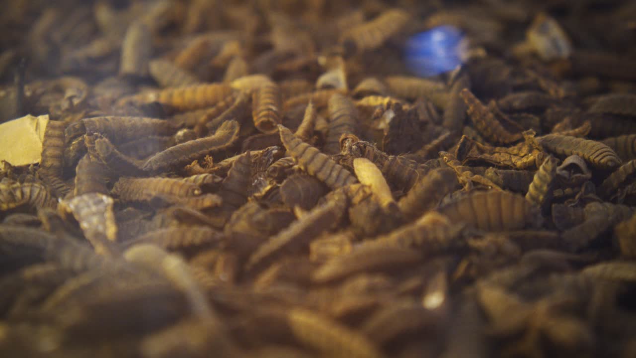 Thousands of Black Soldier Fly BSF Pupae Wiggle in a Glass Enclosure
