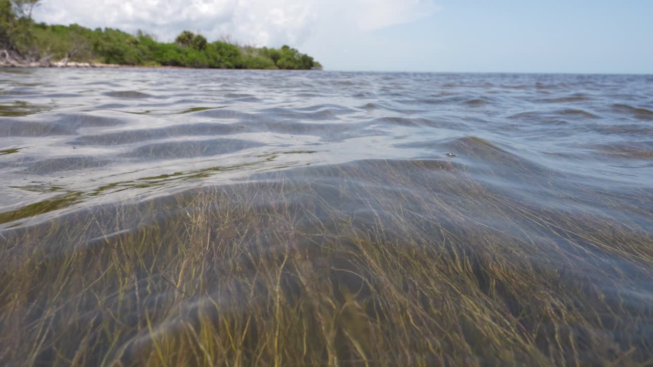 모스키토 라구온 (mosquito lagoon) 에서 찍은 느린 동작의 해초, 더 넓은 인디언 리버 라구온과 플로리다 (florida) 에서 해초를 위한 희망의 장소.