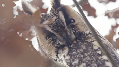 european eagle owl in a tree