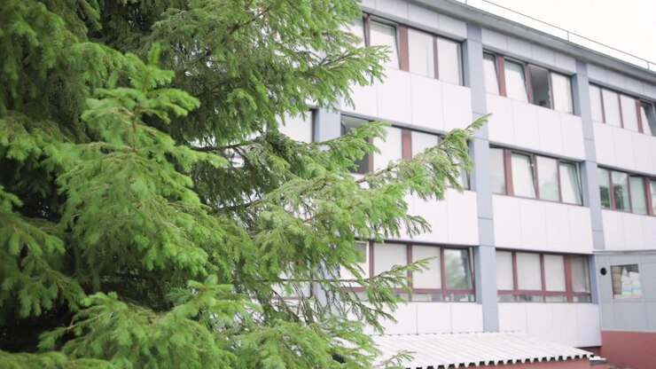 Ramos de sempre-viva deslizando pela câmera para revelar a fachada de um edifício moderno com janelas e revestimento de painéis cinza sob uma luz suave e nublada, cenário de natureza urbana calma