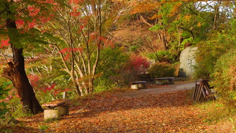 Park-Mit-Ahornbäumen.-Herbstlandschaft,-Windiger-Tag.