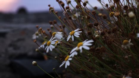 close up of the daisy flowers during the sunset, tenerife, handheld