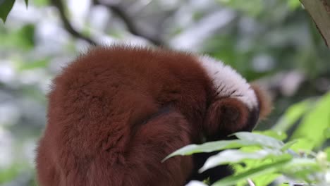 un lémur rufo rojo se está arreglando en una rama de árbol