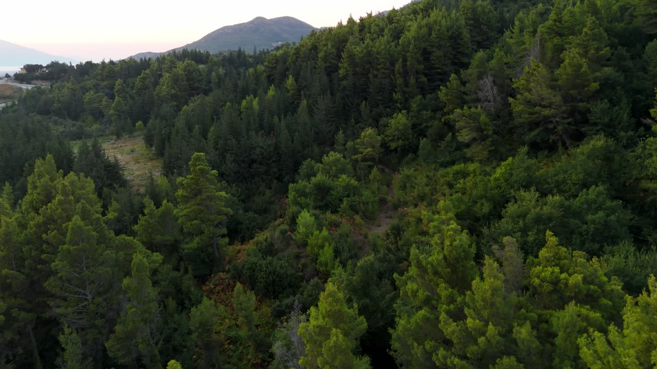Lush green forest with mountain backdrop at sunset, aerial view