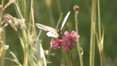 butterfly aporia crataegi, the black-veined white. shot on super slow motion camera 1000 fps
