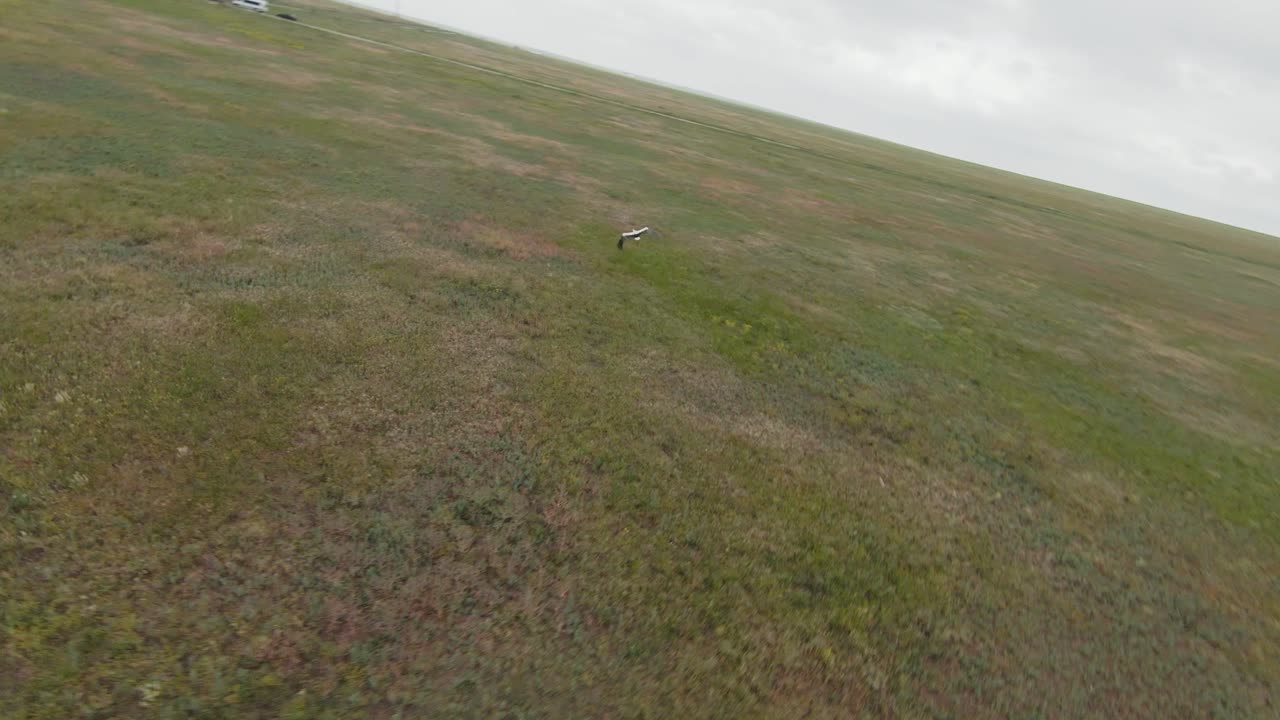 초원 위 를 날아다니는 호랑이