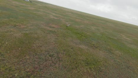 una cigüeña volando sobre una pradera