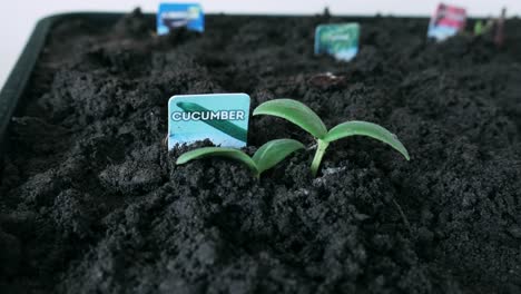 Cucumber sprouts in home garden tray