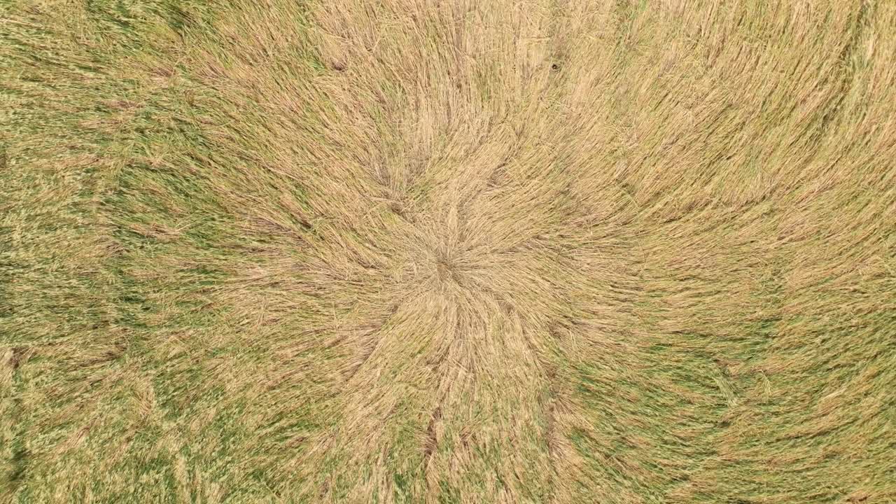 vista superior del círculo de cultivo en el campo de la granja - disparo de avión no tripulado