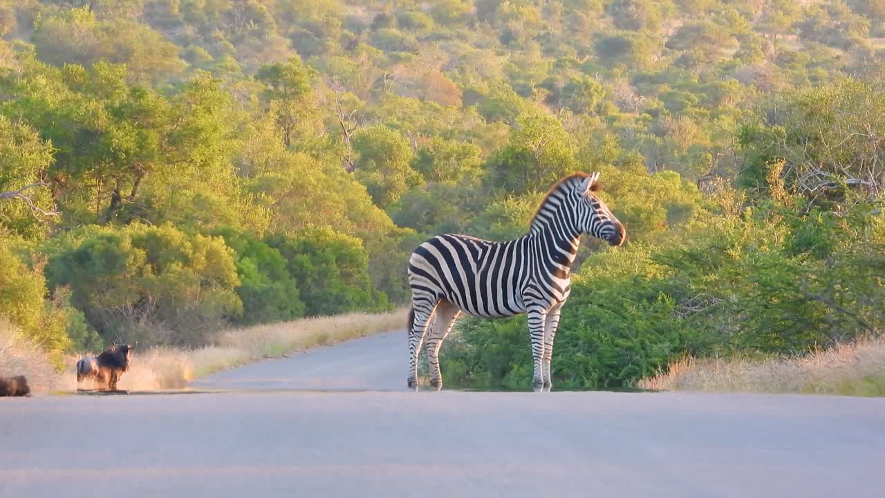 Burchell's Zebra in the middle of the road focused looking at something with a African Buffalo in the backgriund looking at her in the Kruger National Park