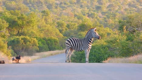 la cebra de burchell en el medio de la carretera se centró en mirar algo con un búfalo africano en el fondo mirándola en el parque nacional kruger