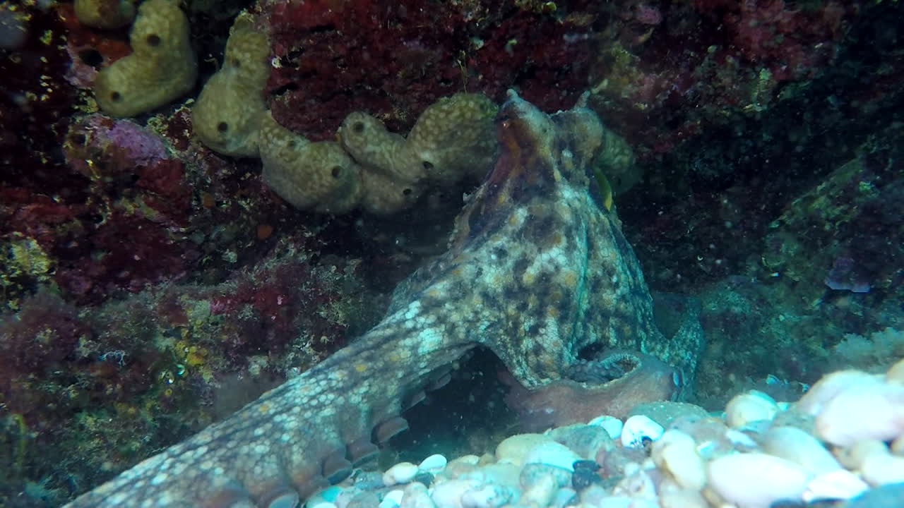 pulpo en un arrecife de coral