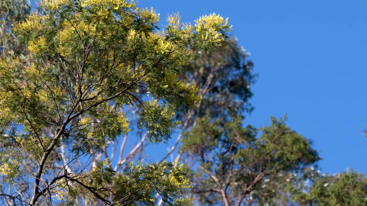 Nærbilde av gule akasieblomster som svaier forsiktig mot en klar blå himmel i Australia