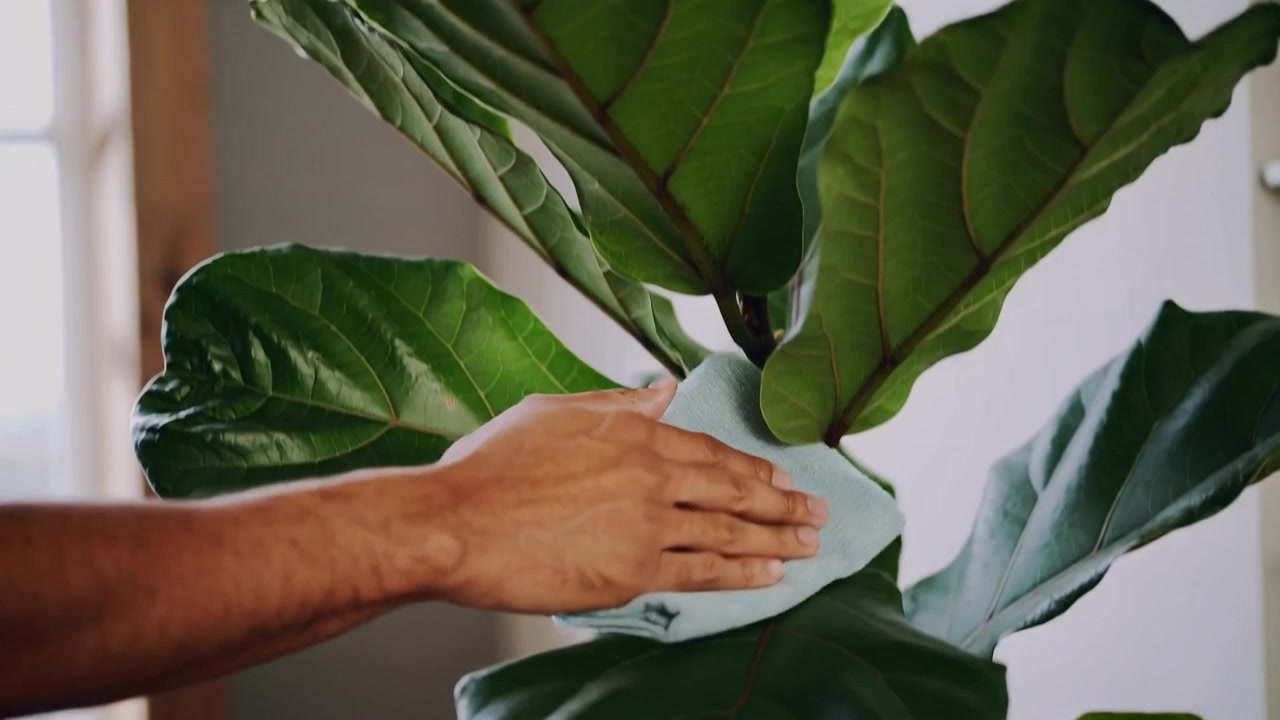 Uomo che pulisce le foglie di Ficus lyrata, premendo un panno dalla foglia superiore verso il basso, rimuovendo la polvere a casa