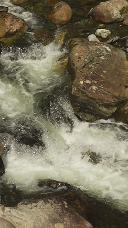 rocky river rapids featuring whitewater at sunny highland slow motion. steep cascade on fast mountain stream in wilderness. clear creek flowing