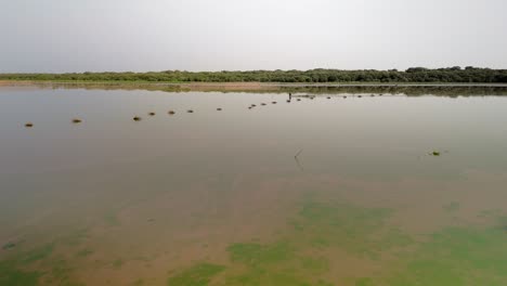 Fish-trap-in-muddy-waters-with-vivid-green-surface-algae-swirling-in-the-surface-current