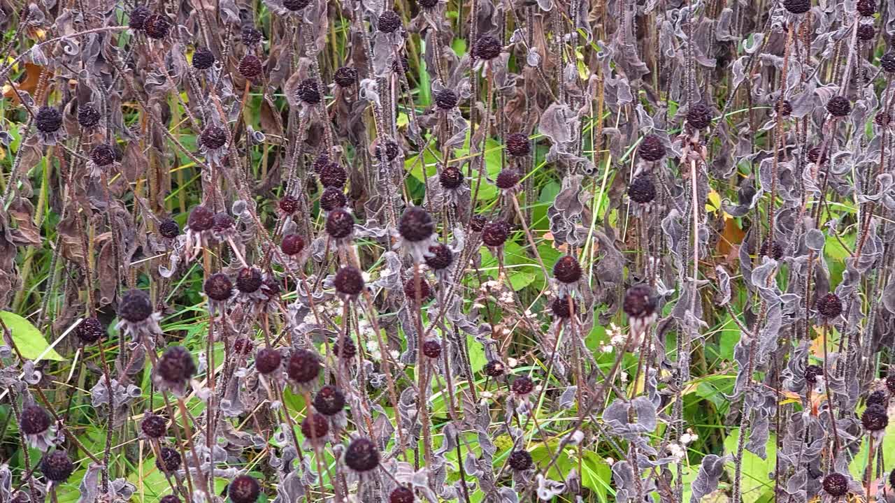 hermoso primer plano abstracto de hierba de pradera seca dorada