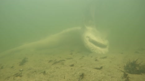 dead shark carcass, indian river lagoon, florida