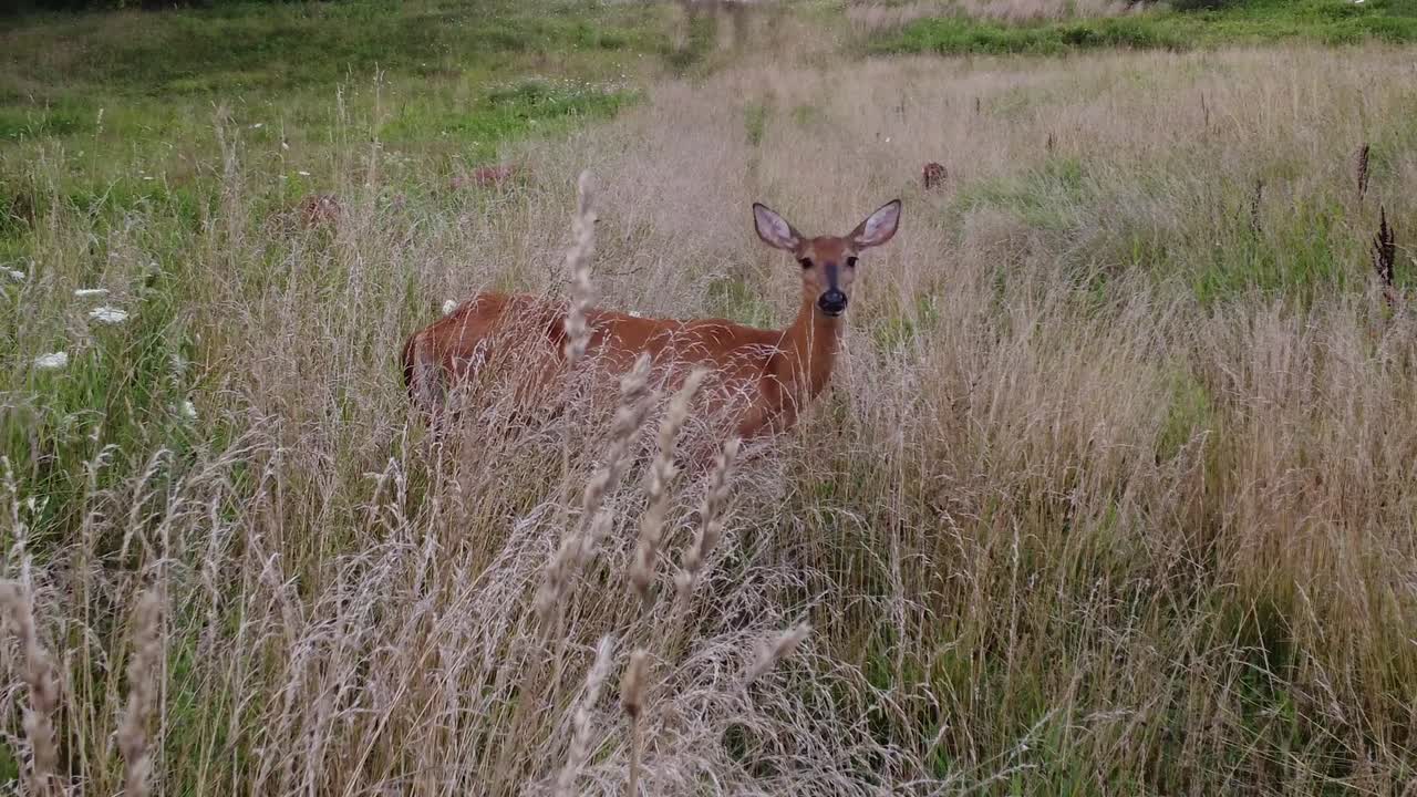 ciervo caminando en la hierba alta en la naturaleza cerca del bosque