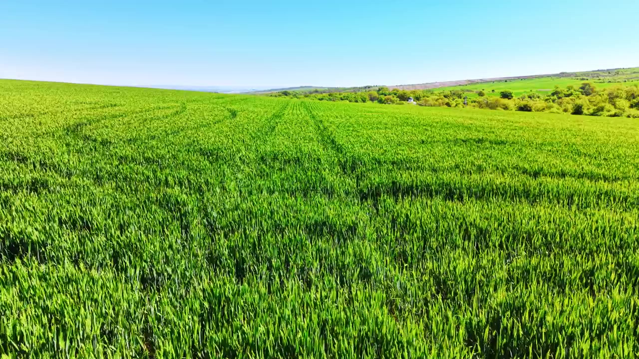 Blé vert éclatant au premier plan s'incurvant vers une ligne d'arbres lointaine, des toits de village et une mer scintillante sous un ciel bleu clair. Vue grand angle d'un vaste champ de blé vert.