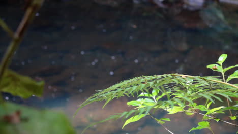 Close-Up-of-Clear-Water-Running-calmly-down-a-stream-with-Green-Shrubs-in-the-Foreground,-Whangarei-New-Zealand