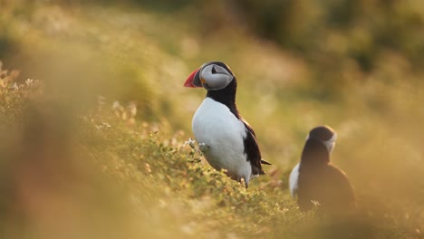 papagaio atlántico en el atardecer naranja dorado, luz solar cálida retrato de cerca de papagaio atlantico en la hierba en la isla de skomer, reino unido aves y vida silvestre en gales