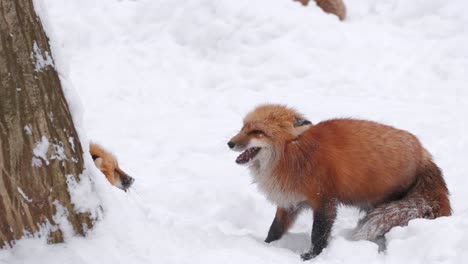 two red foxes playing in the snow