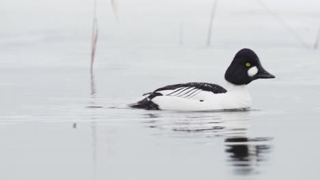 Schellente-Auf-Einem-Ruhigen-Teich-Mit-Schneefall