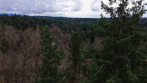 vista aérea del noroeste del pacífico de las cimas de los árboles del bosque que revelan el río cedar en un día nublado en el estado de washington