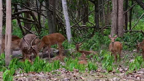 Der-Eldhirsch-Ist-Aufgrund-Von-Lebensraumverlust-Und-Jagd-Eine-Vom-Aussterben-Bedrohte-Art