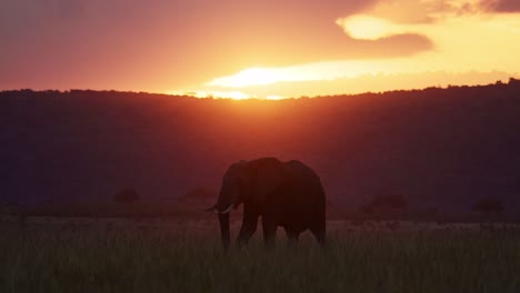 africa wildlife, african elephant in beautiful orange sunset in masai mara, kenya, safari animals in dramatic scenery and golden light in maasai mara national reserve