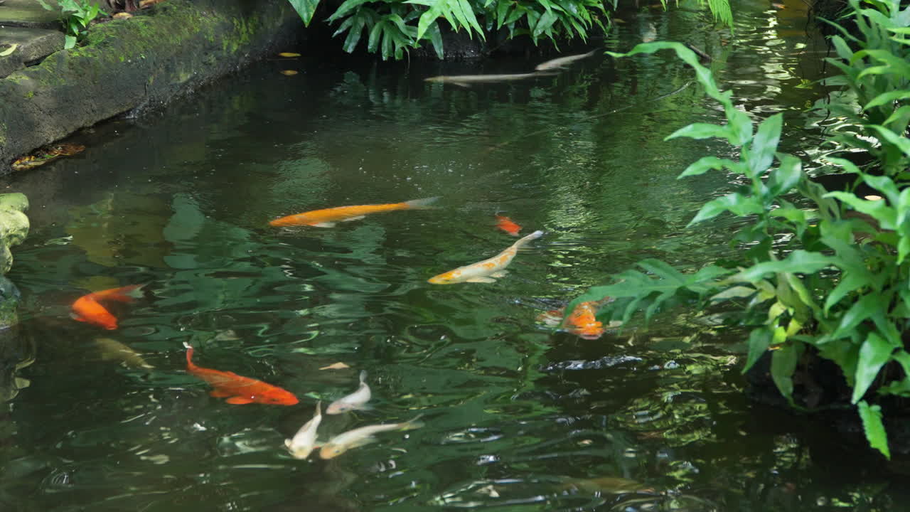 색과 오렌지색 코이 물고기 또는 카프가 열대 아시아 멋진 정원 연못에서 헤엄치고 있습니다.