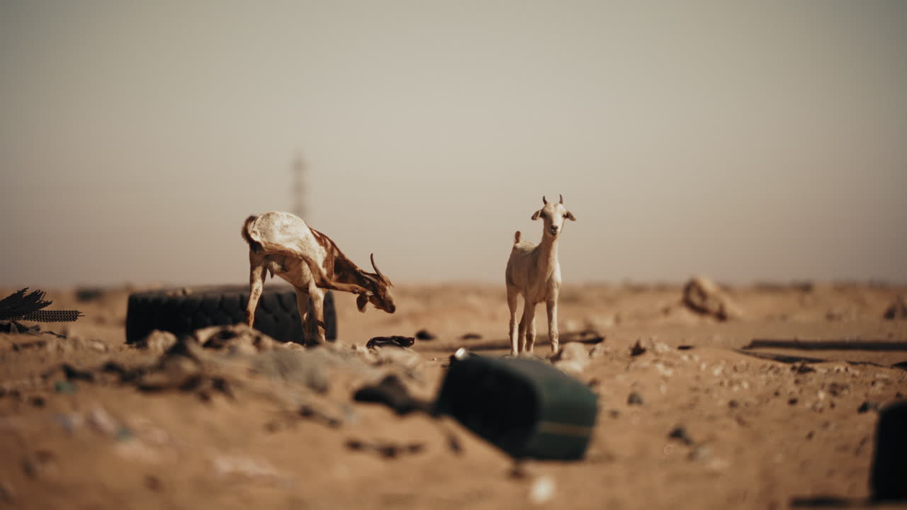 Goats in a Desert Wasteland