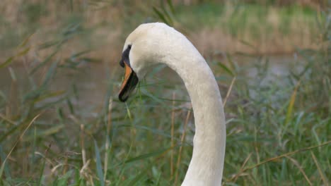 cerca de un elegante pájaro cisne mudo en la hierba de alimentación riveshore