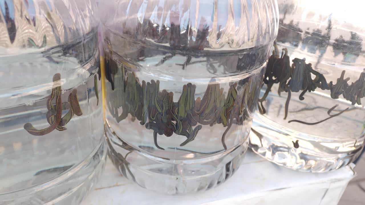 Leeches for sale at a market