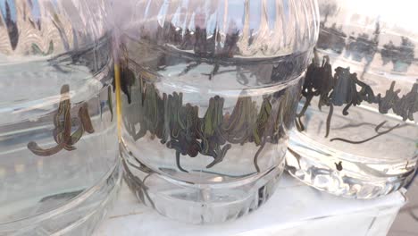 leeches for sale at a market