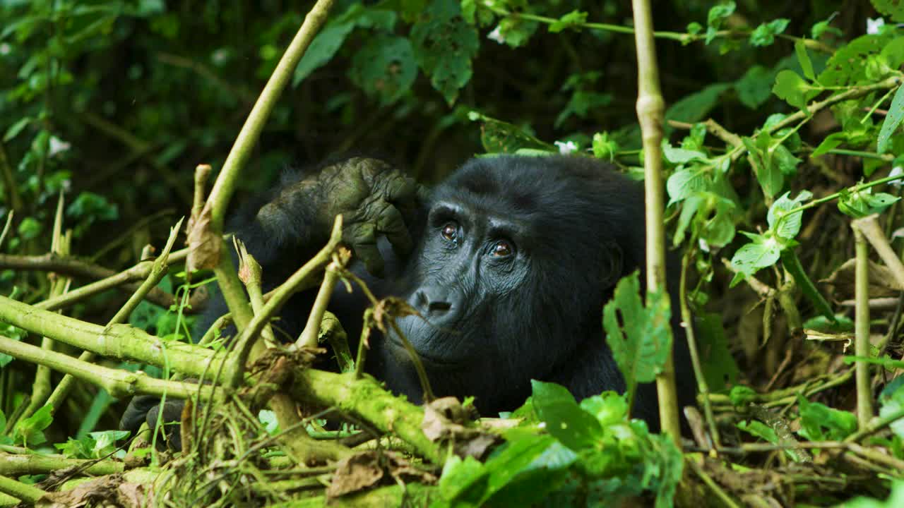 Un gorilla solitario isolato nella natura selvaggia, seduto a mangiare.