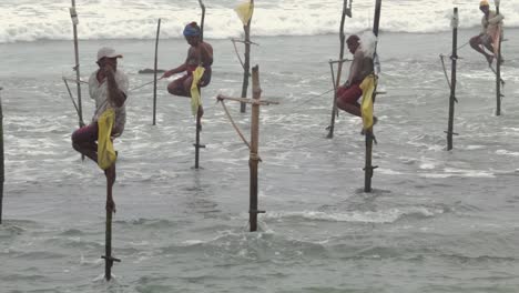 stilt fishermans catching small fish together in their respective poles iconic scene in weligama beach