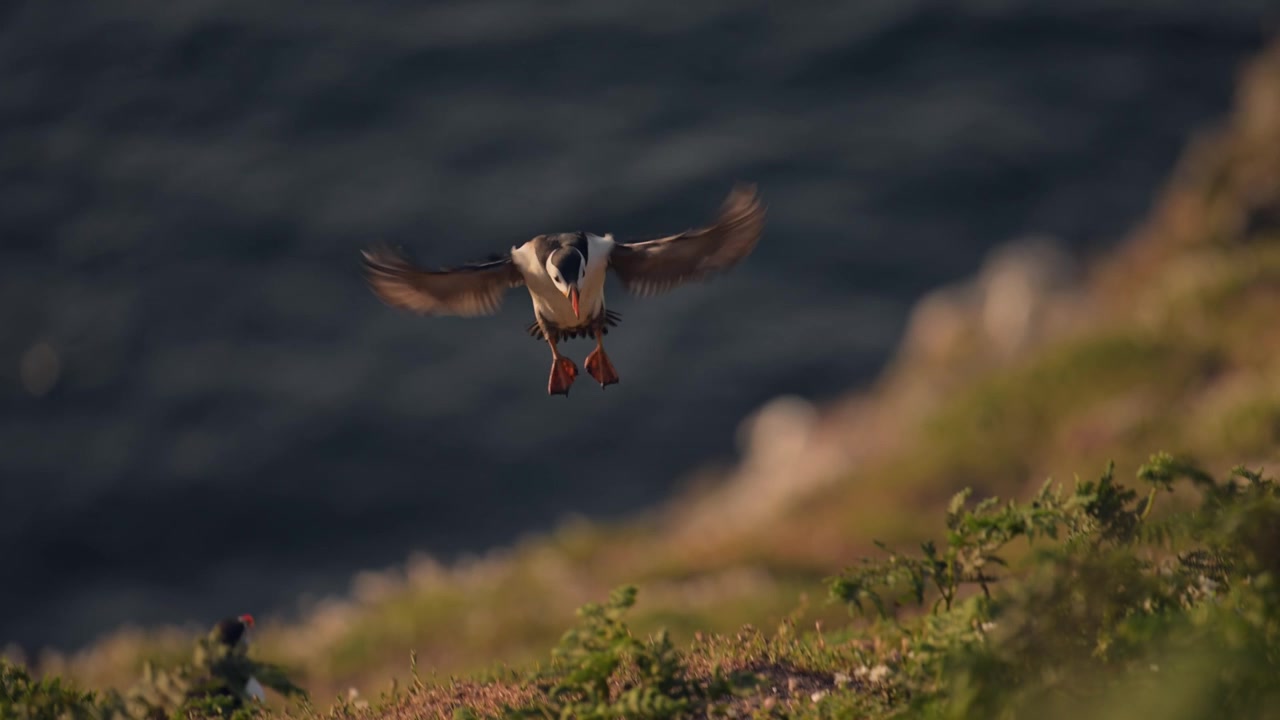 Pulcinella di mare in volo e atterraggio al rallentatore, pulcinella di mare atlantica in volo e in atterraggio nella sua tana a terra sulla costa dell'isola di Skomer, Regno Unito. Uccelli e fauna selvatica.