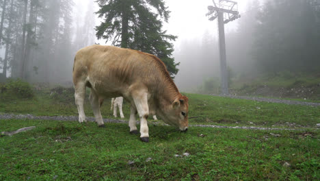 cow-eatting-grass-on-hill