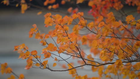 orange leaves on tree by the lake, autumn landscape scenery