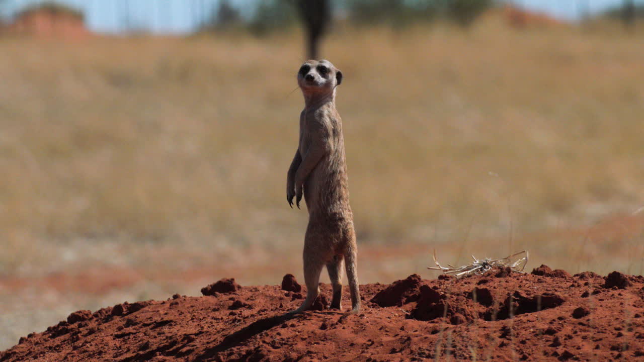 Suricate de sentinela em uma colina de areia vermelha.