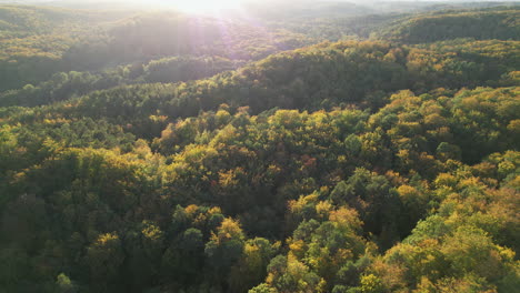 Beautiful-forest-landscape-with-yellow-leaves-shining-by-sunlight-at-sky-in-Poland