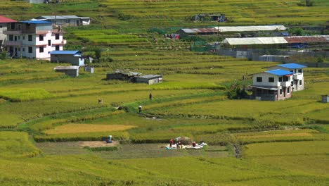 A-video-of-the-beautiful-rice-field-terraces-ready-for-harvest-in-Nepal-with-the-clouds-passing-overhead-and-people-working-in-the-fields