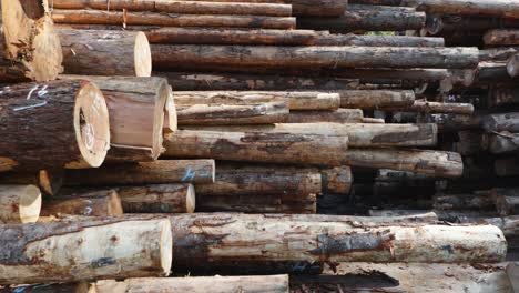 The Forestry Industry