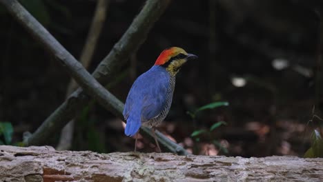 seen from its back facing to the right as it looks deep into the jungle, blue pitta hydrornis cyaneus