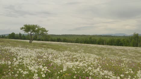 árbol solitario se encuentra en un campo en barbecho entre flores silvestres en flor