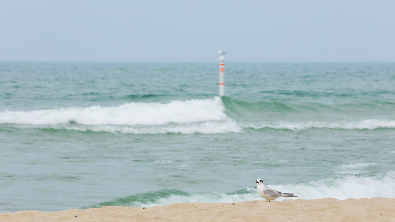 배경 에 물결 이 굴러가는 모래 해변 에 있는 바다표범