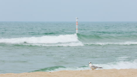 a seagull on a sand beach with waves rolling in the background